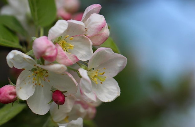 de appelbloesems zijn in volle bloei grootformaat bloemenbanner met kopieerruimte voor tekst