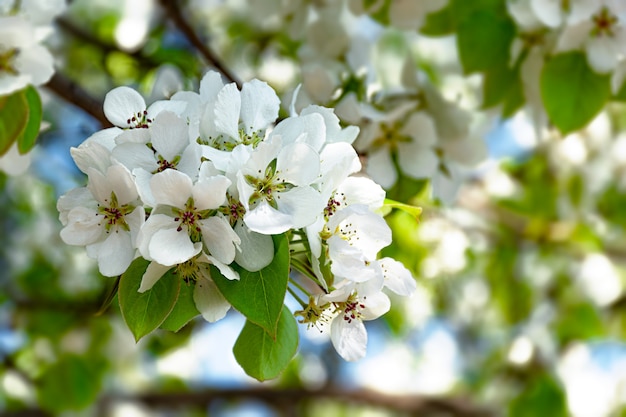 Foto de appelboom van de lente komt tegen blauwe hemel tot bloei