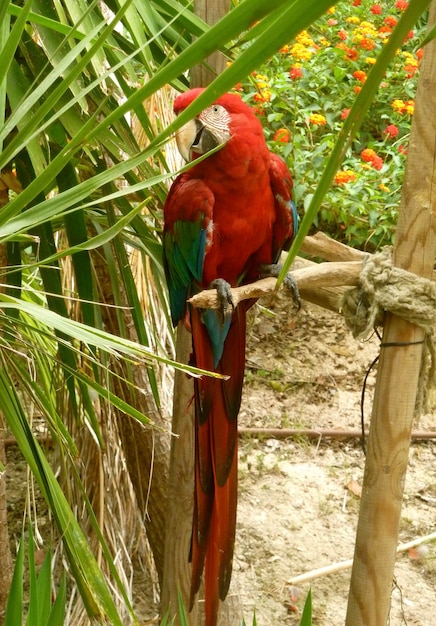 Foto de ara zit op het hout.