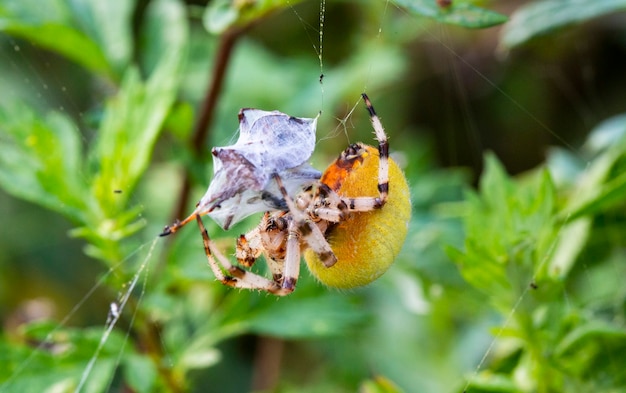 De Araneus-spin wikkelt zijn prooi in een web, zodat hij deze vervolgens kan opeten.