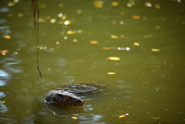 De Aziatische hagedis van de watermonitor zwemt in vijver