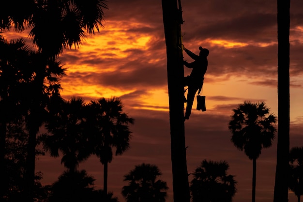 De Aziatische landbouwer die van Indonesië van de mensen in de rijst firld werkt. houd tan palmsuiker veel in de ochtend is zonsopgang.