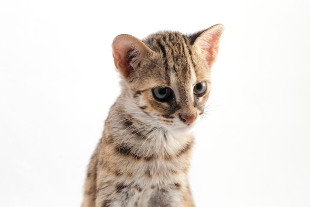 De Aziatische Luipaardkat Die Op Wit Wordt Geïsoleerd