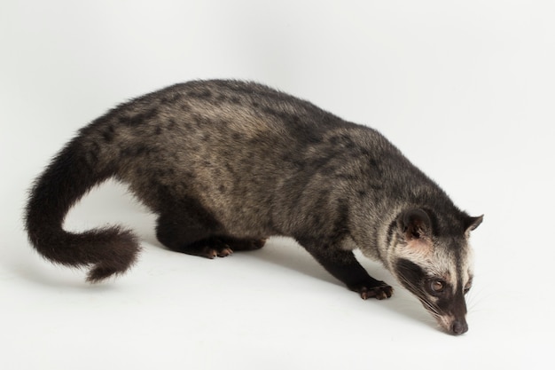 De Aziatische palmcivetkat of luwak Paradoxurus hermaphroditus geïsoleerd op een witte achtergrond