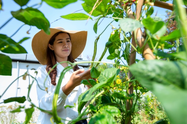 De aziatische vrouwelijke landbouwer zorgt voor haar organische moestuin en onderhoudt verse groenten voor haar huishouden.