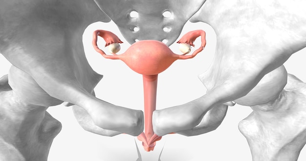 De baarmoeder eierstokken en vagina
