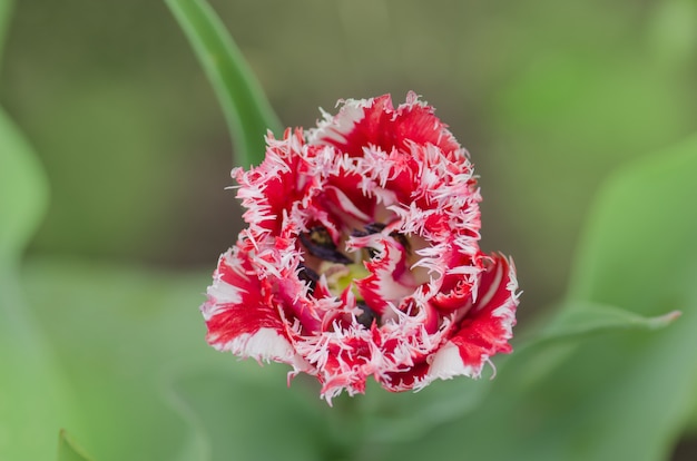 De badstof omzoomde tulp van Queensland in tuin.