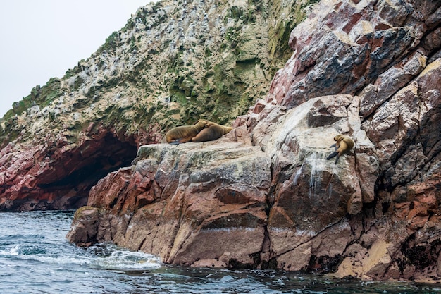 Foto de ballestas-eilanden, een groep eilanden nabij de stad pisco, in peru.