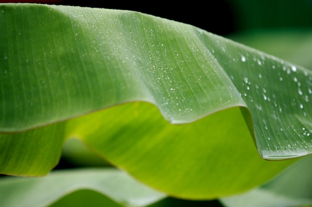 De banaan verlaat Tropisch bos de textuurbehang van bosbomen