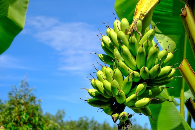 De bananenboom draagt vrucht in de tuin