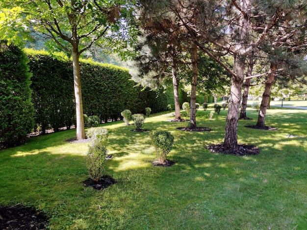 De basis van de stammen van verschillende bomen en struiken met mulch en groen gras eromheen in een park