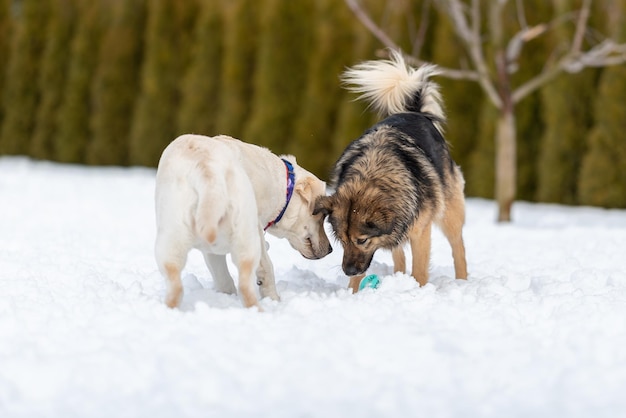 Foto de bastaard staat over de bal in de sneeuw en de labrador probeert deze bal op te rapen