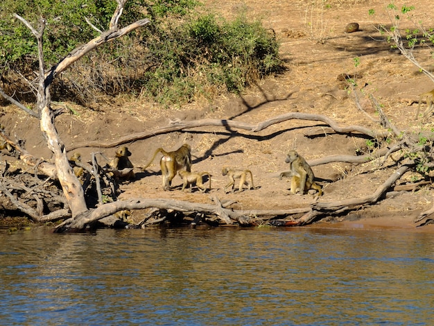 De baviaan op de kust van Zambezi rivier, Botswana, Afrika