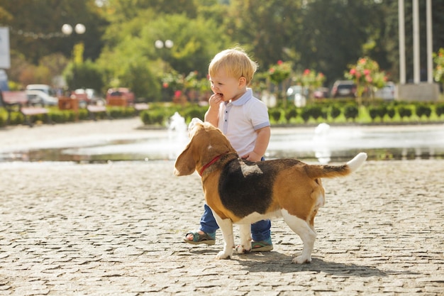 De beagle hond wil onderweg jongensvoer eten