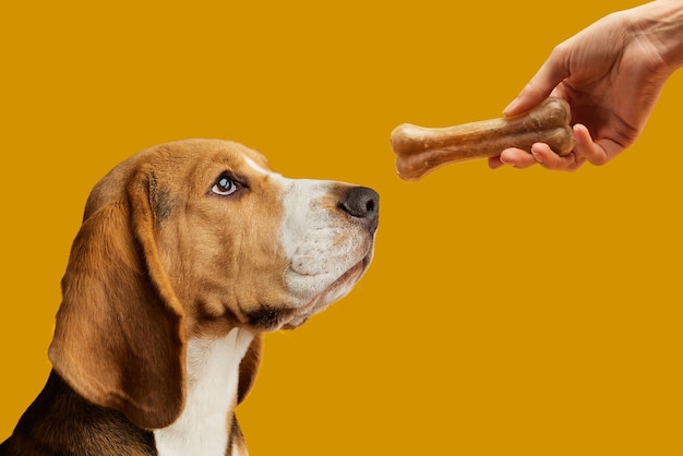 de beagle wacht op een bot uit de handen op een gele achtergrond het concept huisdierliefde
