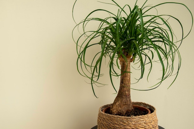 De beaucarnea recurvata-plant, ook bekend als paardenstaartpalm of nolina