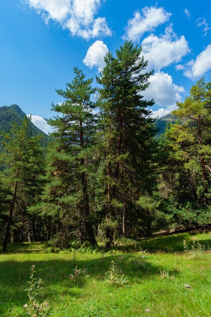 De beboste bergen tegen het blauwe luchtlandschap Tusheti