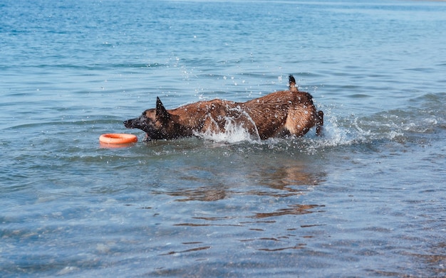 de Belgische herder Mechelaar zwemt in de zee, de hond speelt op het strand, de hond in de natuur