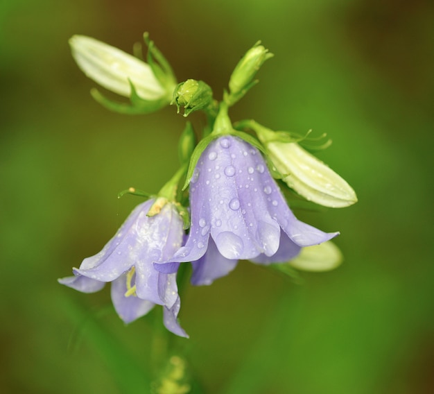 De bellflowers met regendruppels