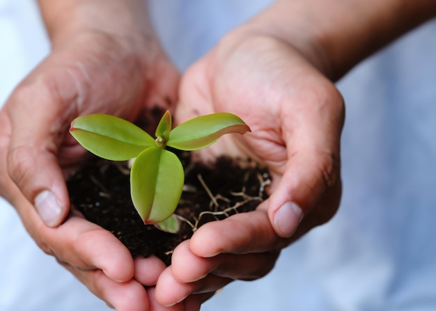 De belofte van de natuur om een kleine plant te voeden die groei en hoop symboliseert