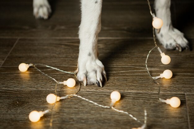 Foto de benen van de close-uphond met kerstmislichten