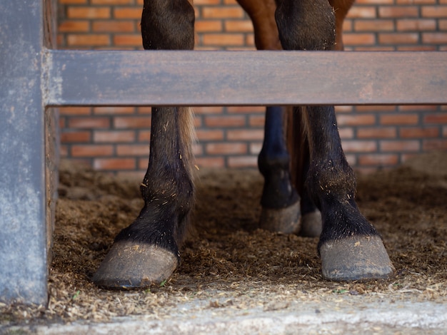 De benen van het paard staan op stal