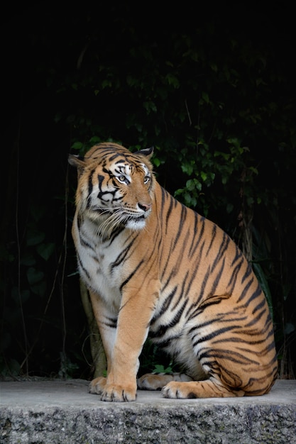 De Bengaalse tijger van de close-up en zwarte achtergrond