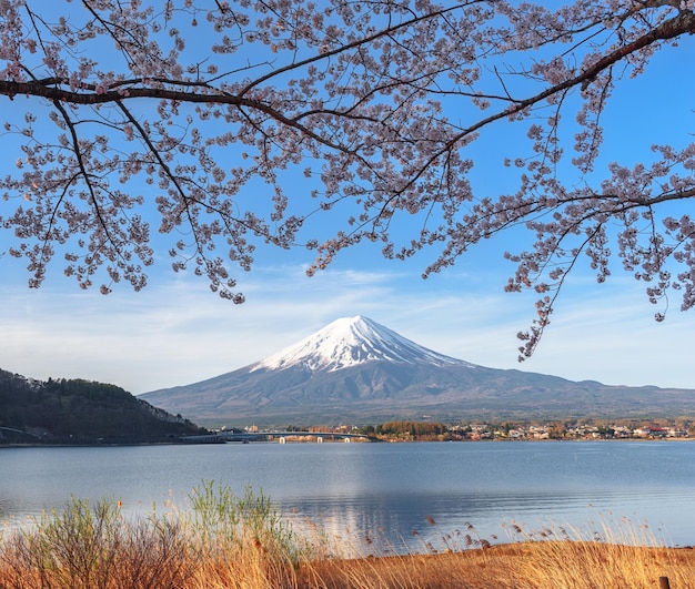 De berg Fuji in het voorjaarsseizoen met kersenbloesems