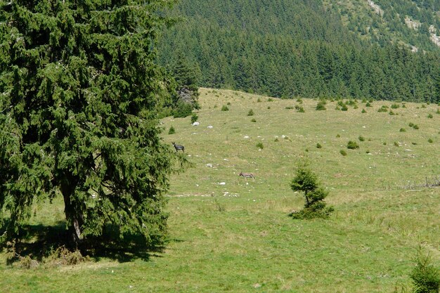 De bergen van Piatra Craiului