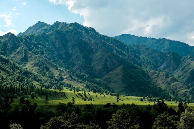 De bergen zijn begroeid met groene bomen Pijnbomen Kerstbomen in de bergen Natuur van Canada Natuur van Rusland De natuur van de Verenigde Staten