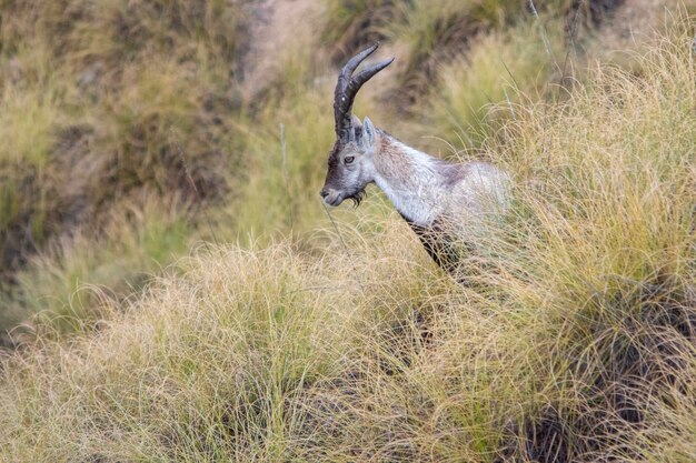 De berggeit of Iberische steenbok is een van de soorten bovidae van het geslacht capra