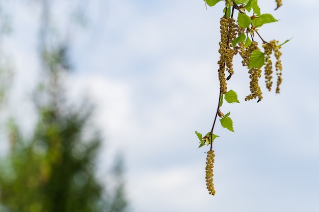 De berkkatjes van de lente op tak zonder bladeren op teder groen bos