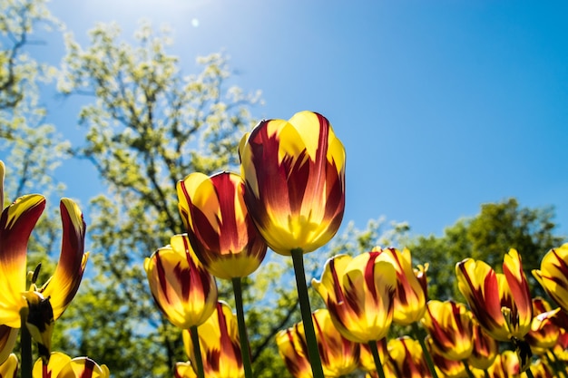 De beroemde nederlandse tulpen.