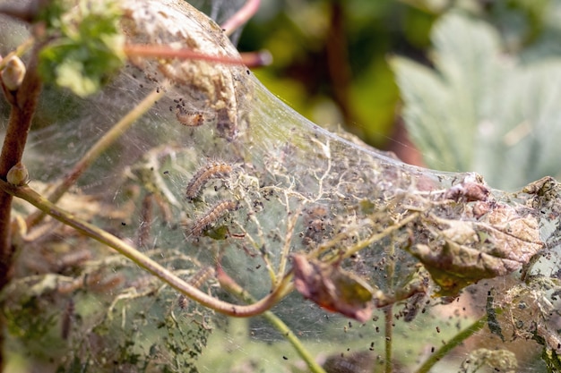 De bessenstruik is bedekt met spinnenwebben en rupsen. ziekten van tuinplanten