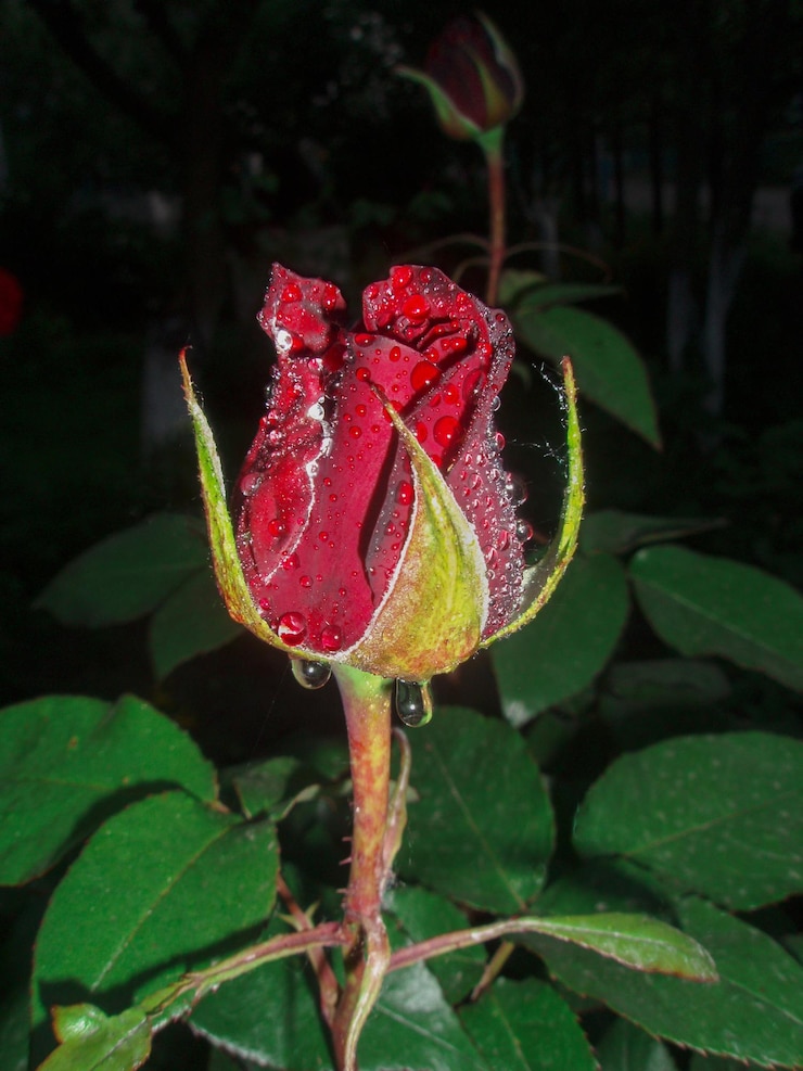 Foto de beste rozen kiezen voor bloemboeketten mooie rode roos in de tuin in volle bloei met dauwdruppels