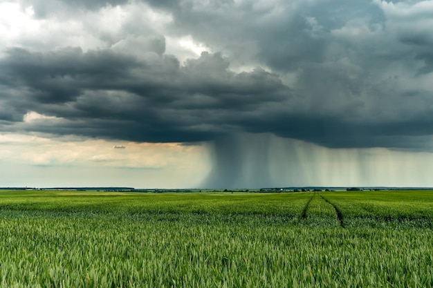 De beweging van wolken boven een landbouwveld met tarwe Een storm en regen grijze wolk drijft door de lucht met een zichtbare regenband Zware regen in het dorp in de zomer