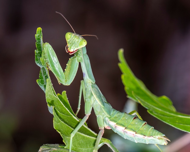 De bidsprinkhaan zit op een blad