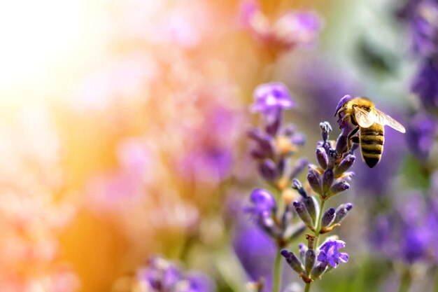 Foto de bij bestuift de lavendelbloemen plantbederf met insecten