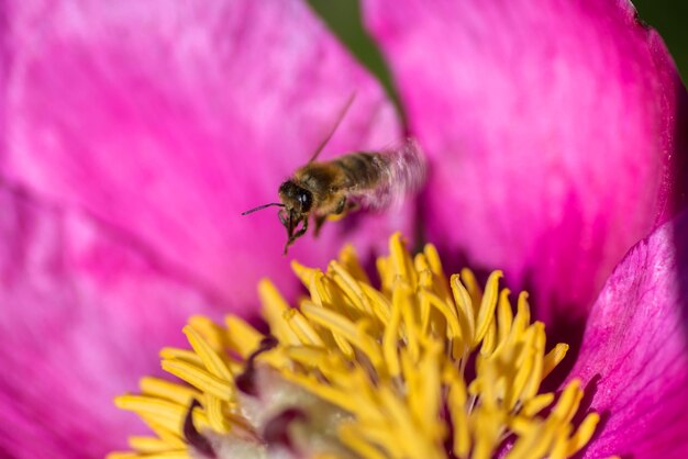 De bij bestuift de pioen Insect op een roze bloem