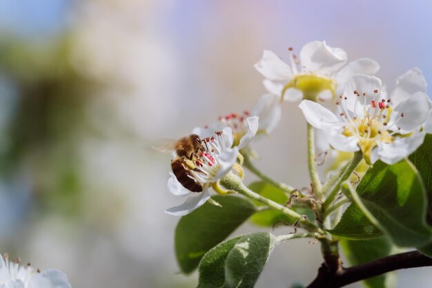 De bij bestuift een bloeiende bloem in de lenteclose-up