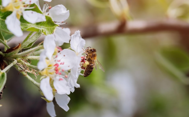 De bij bestuift een bloeiende bloem in de lenteclose-up