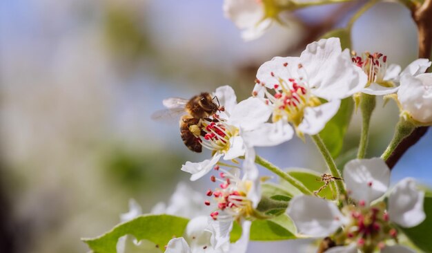 De bij bestuift een bloeiende bloem in de lenteclose-up