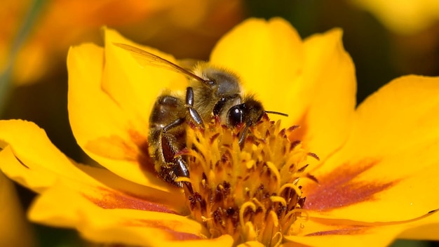 Foto de bij op een gele bloem macrofotografie