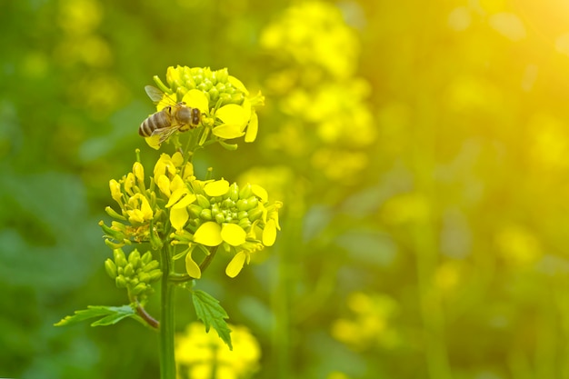 De bij verzamelt de nectar op de mosterdbloemen in het veld