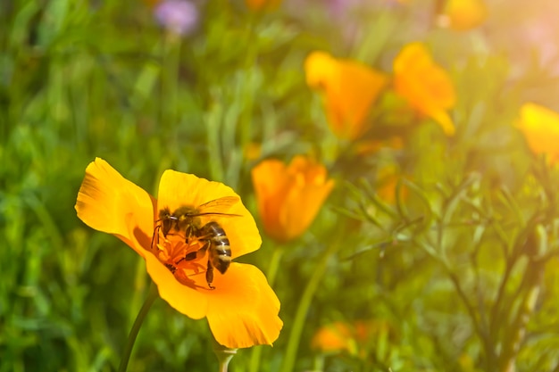 De bij verzamelt honing van de gele bloem