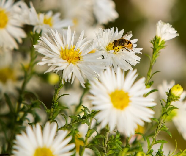 Foto de bij zit op de matricaria en verzamelt nectar