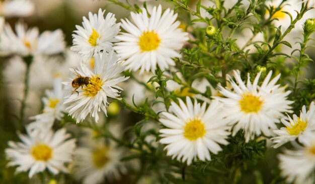 De bij zit op madeliefjebloem om nectar te verzamelen