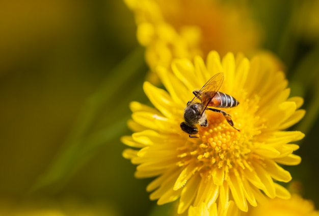 De bijen van de close-up zuigen het stuifmeel in gele chrysantenbloem en ochtendzonlicht.