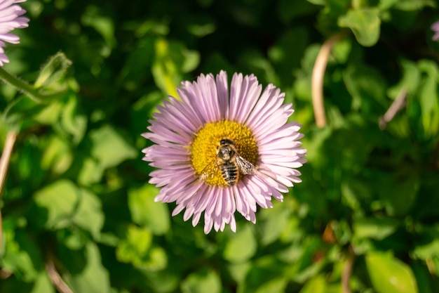 Foto de bijenzitting van de close-up op de violette purpere madeliefjebloem in een tuin of een gebied