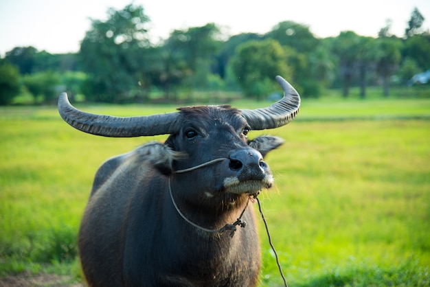 De binnenlandse buffel in rijstveld, Buffalo in het land